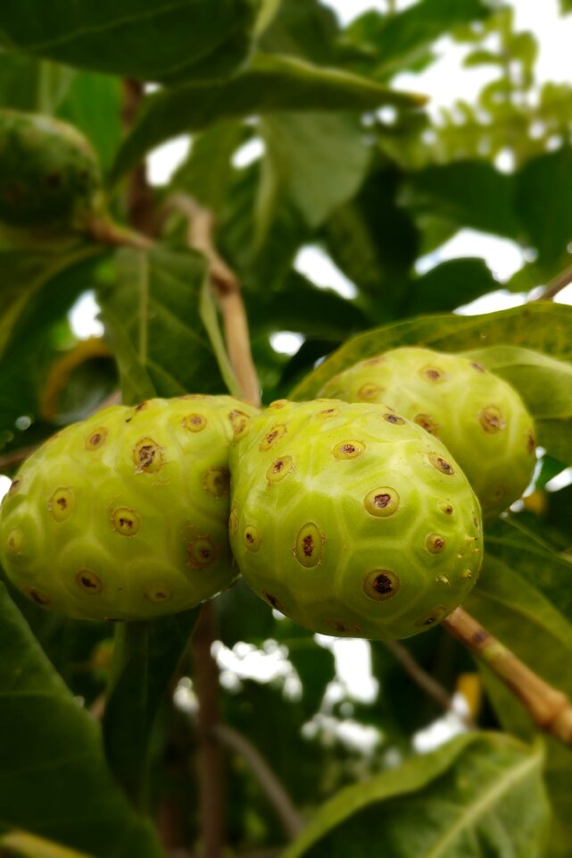 Cheese fruit health natural