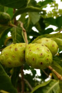 Cheese fruit health natural
