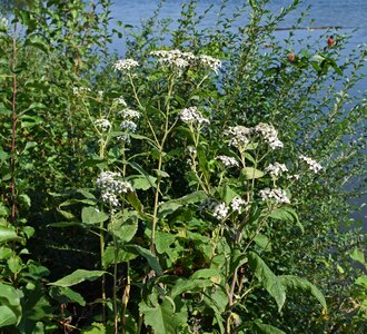 Blossom bloom plant
