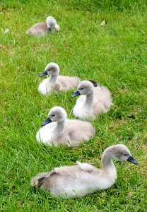 Birds animals
