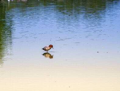 Lake nature reflection photo