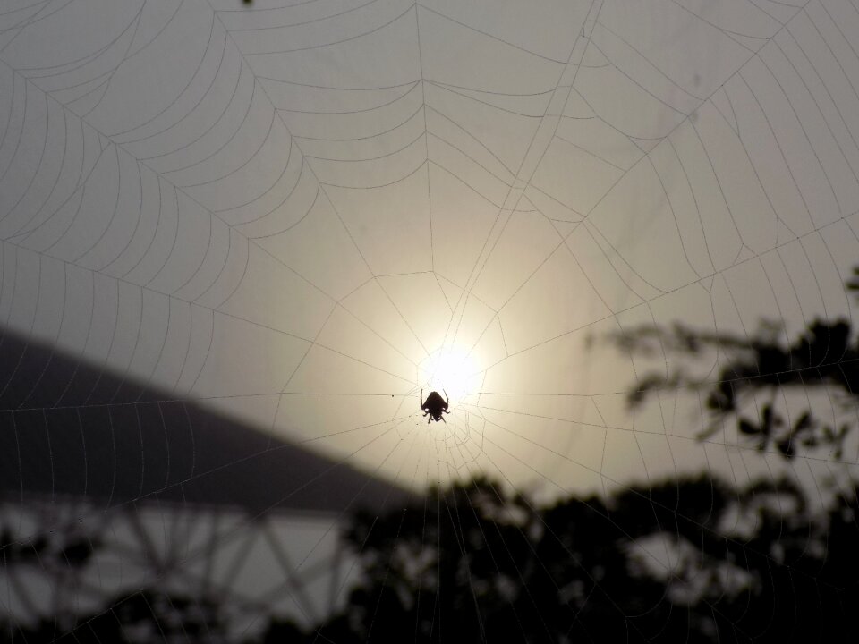 Nature arachnid dusk