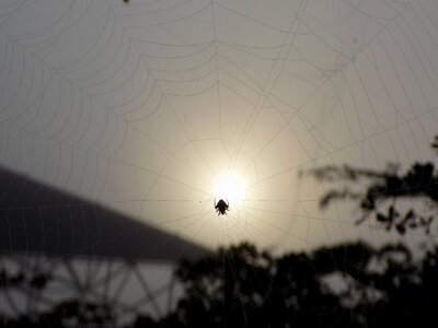 Nature arachnid dusk
