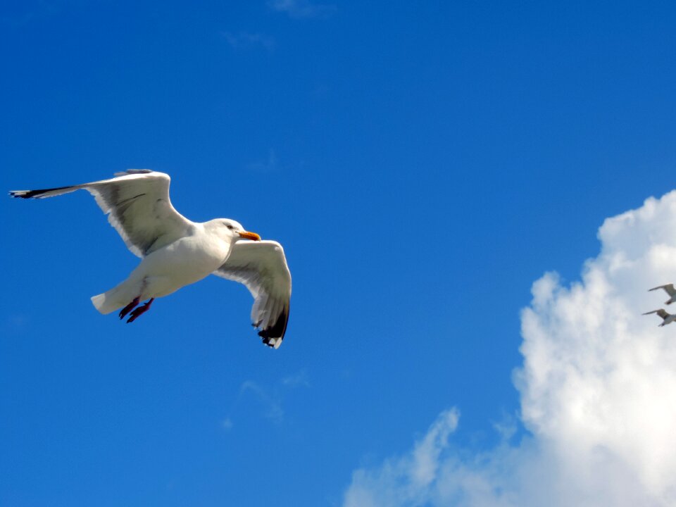 Blue animal birds nature