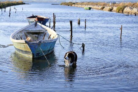 Solitude fishermen dog photo