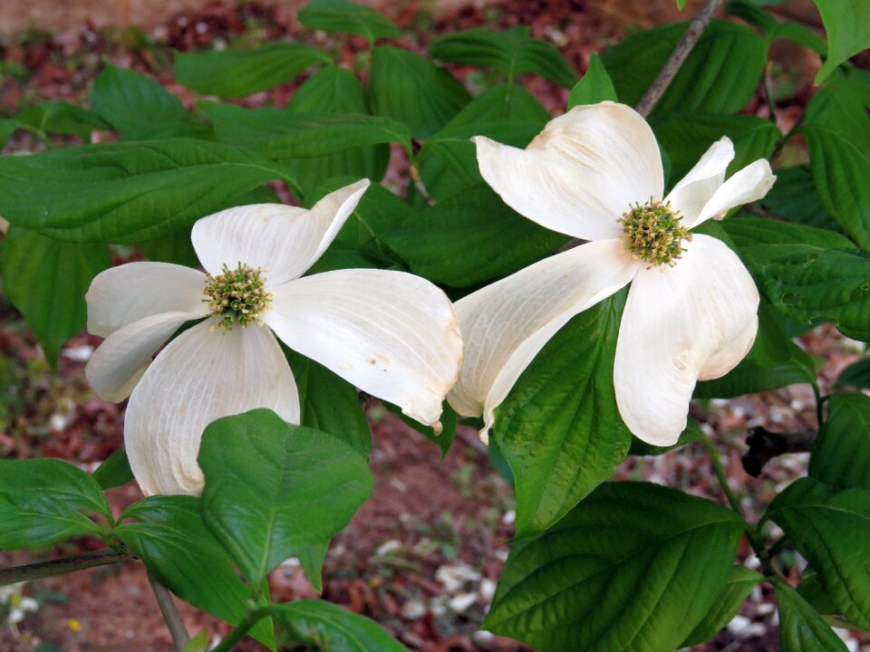 Nature bloom floral