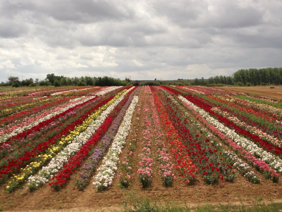 Flowering culture france