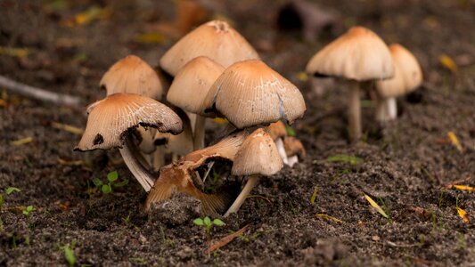 Mushroom picking moist close up photo