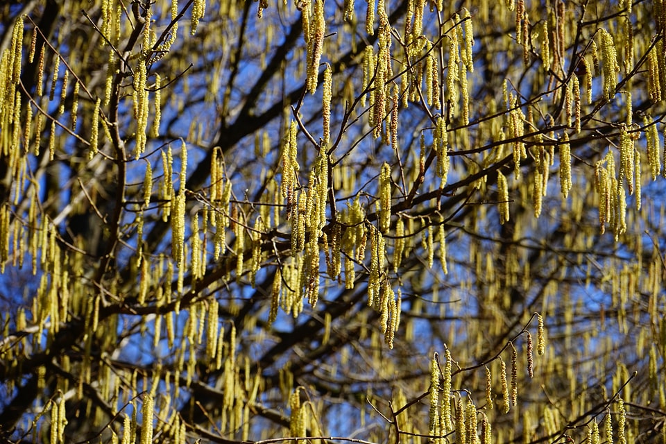 Yellow kitten corylus avellana