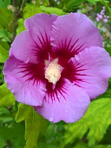 Violet flower summer