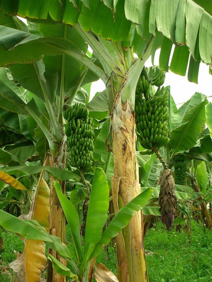 Plantation fruit growing green