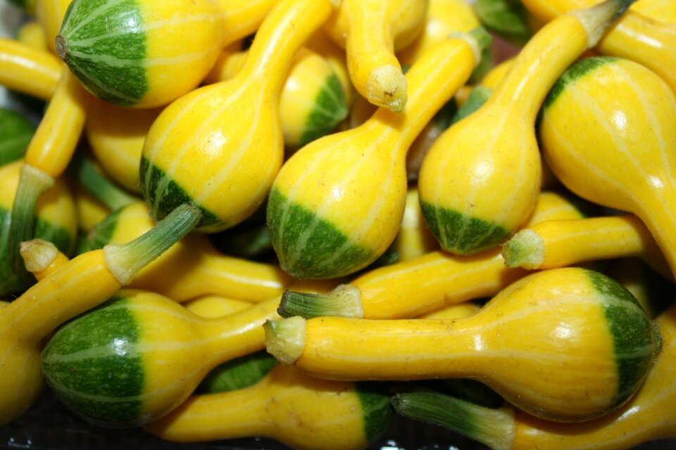 Zucchini pumpkin green yellow little pumpkin