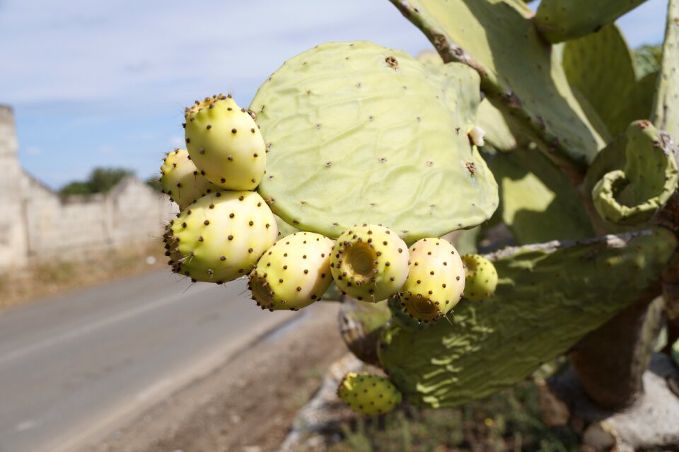 Mediterranean puglia tropical fruit