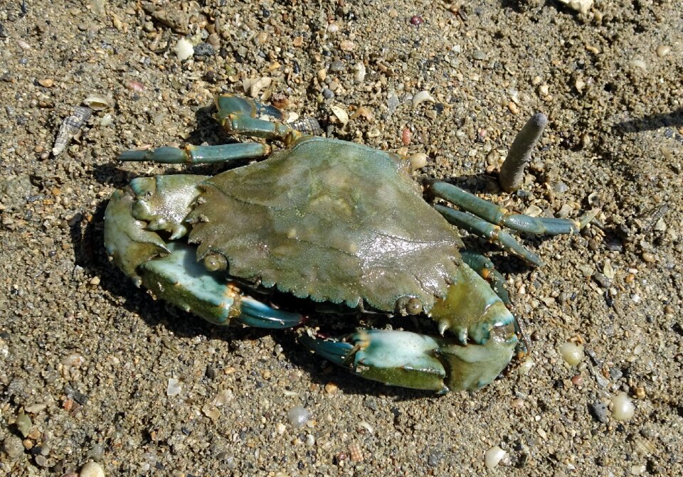 Mangrove crab estuarine mangroves