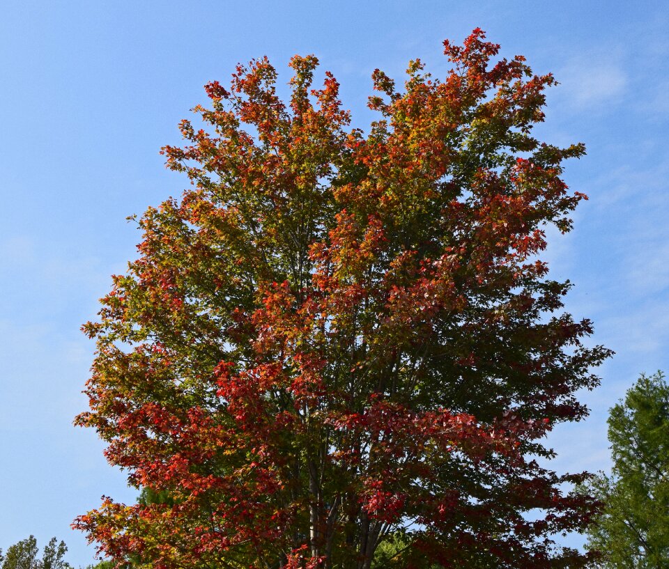 Fall red orange
