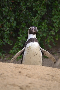 Zoo bird wings photo