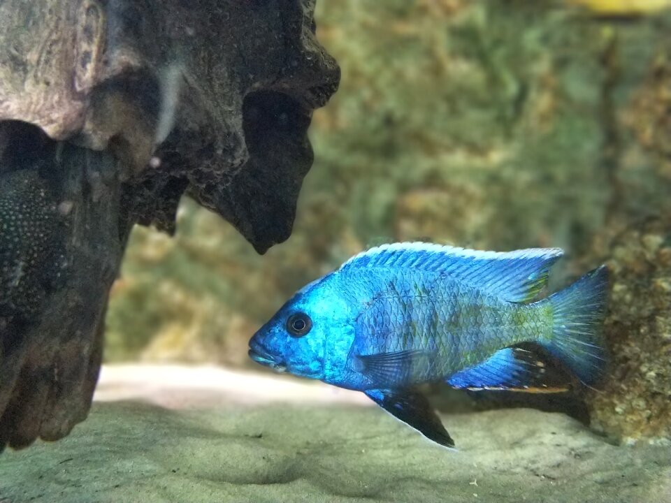 Blue water