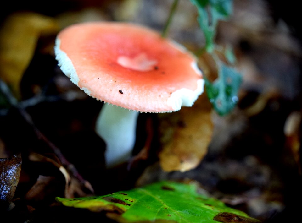 Toxic red forest mushrooms