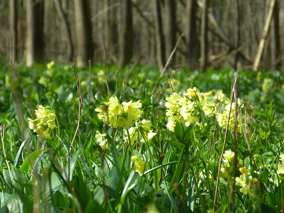 Primula vulgaris flower blossom