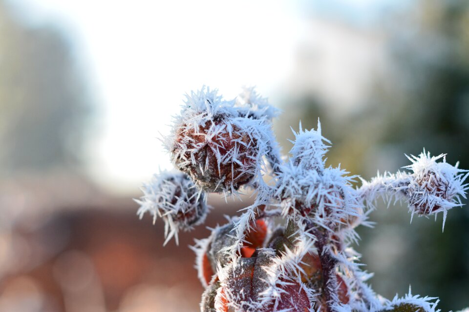 Cold christmas plants