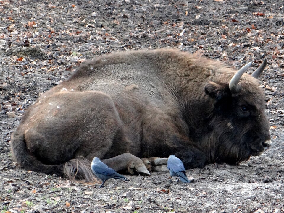 Ungulates mammal animal