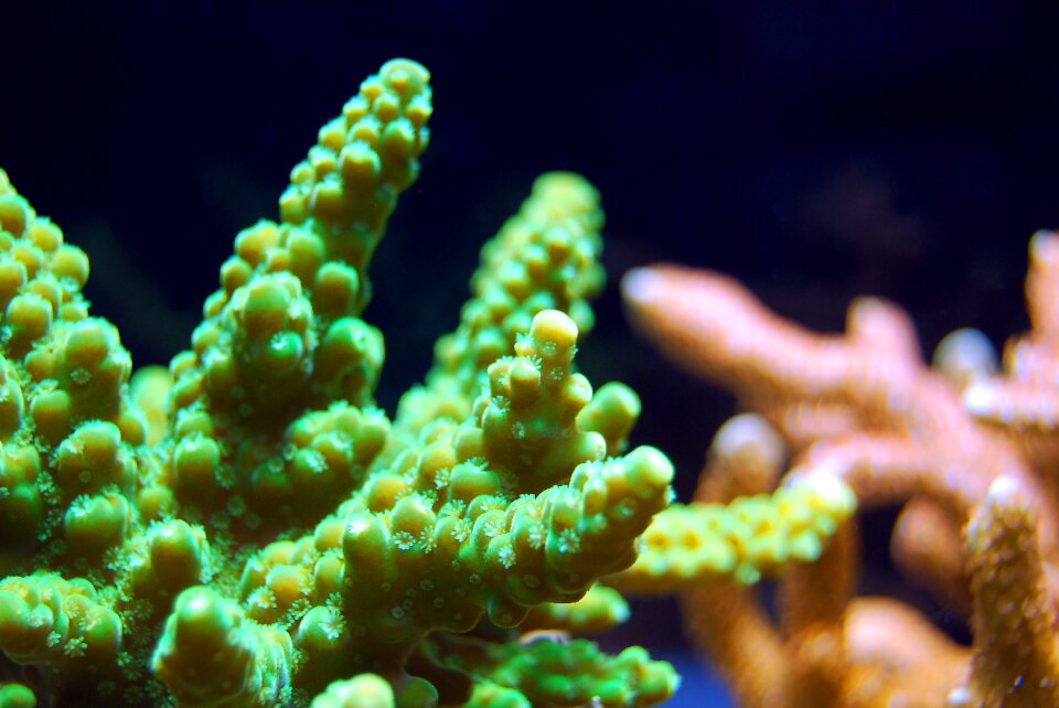 Underwater marine aquatic