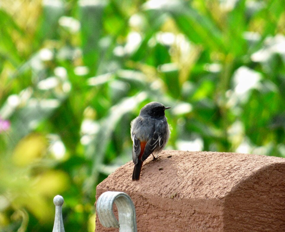 Spevavi little bird fence