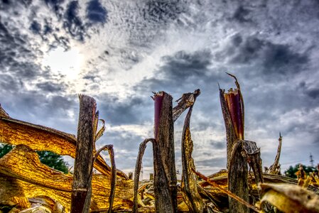 Harvested agriculture straw