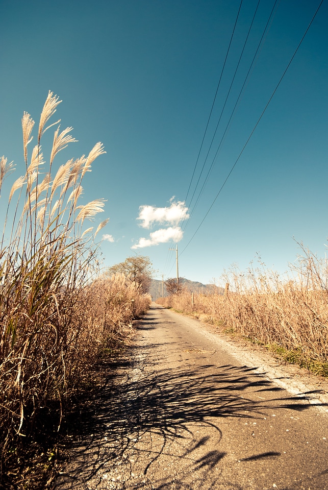 Rural tall grass sky