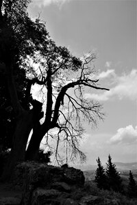 Landscape gnarled dead plant photo