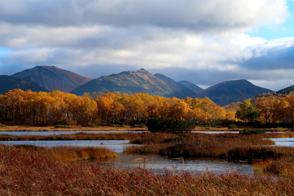 Tundra swamp nature