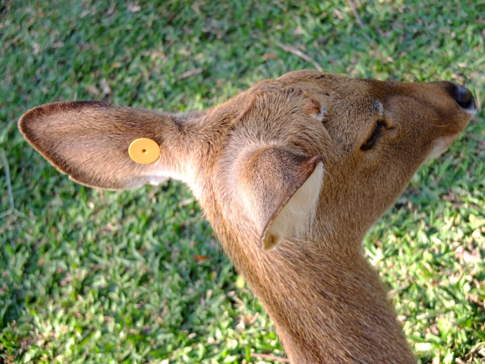 Animals wild life zoo