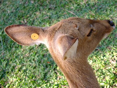 Animals wild life zoo photo