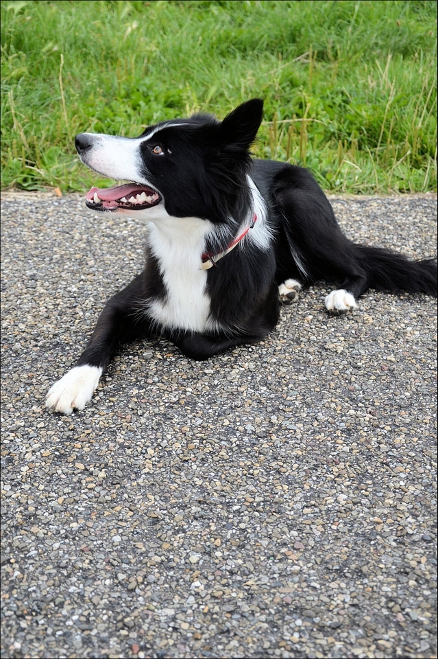 Canine puppy pooch