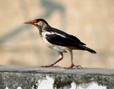 Orange beak asian pied starling photo