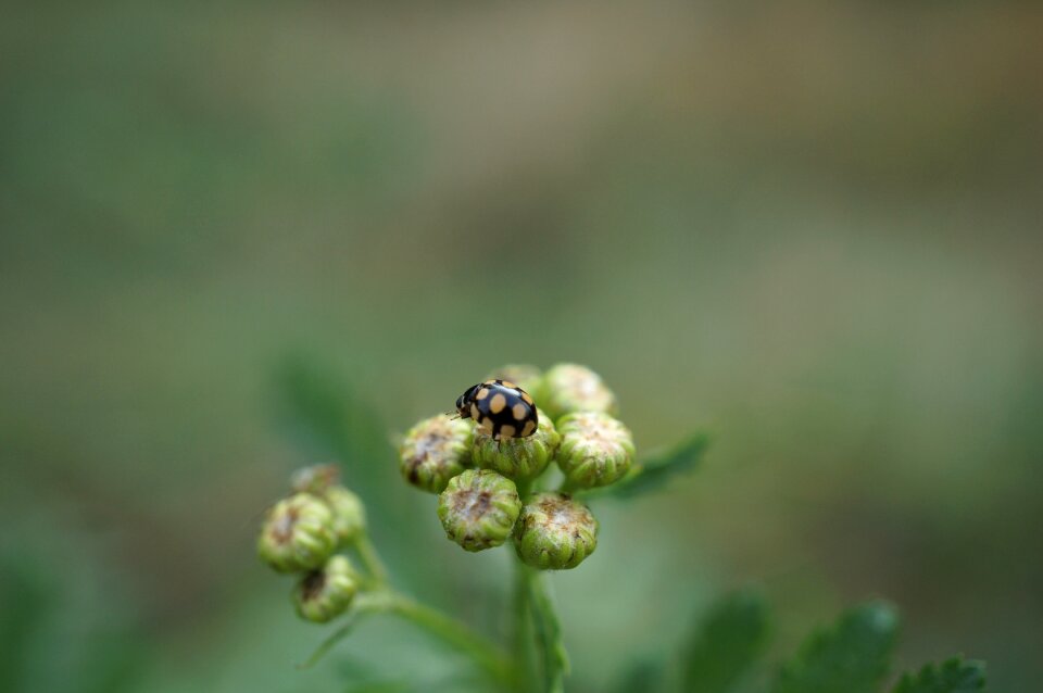 Nature macro close up