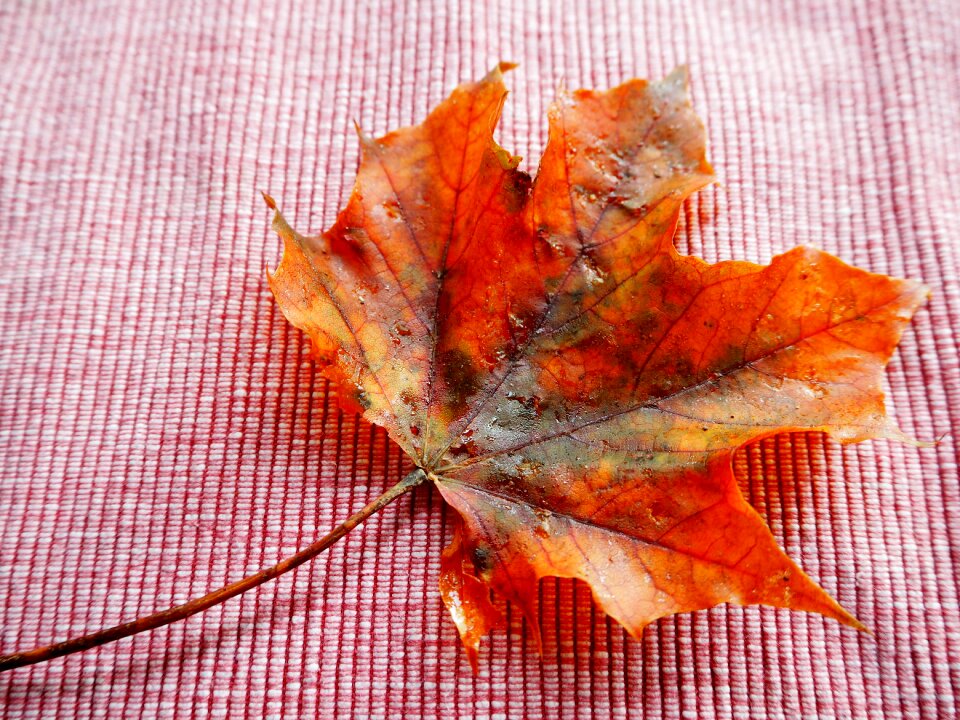 Fall foliage golden autumn nature