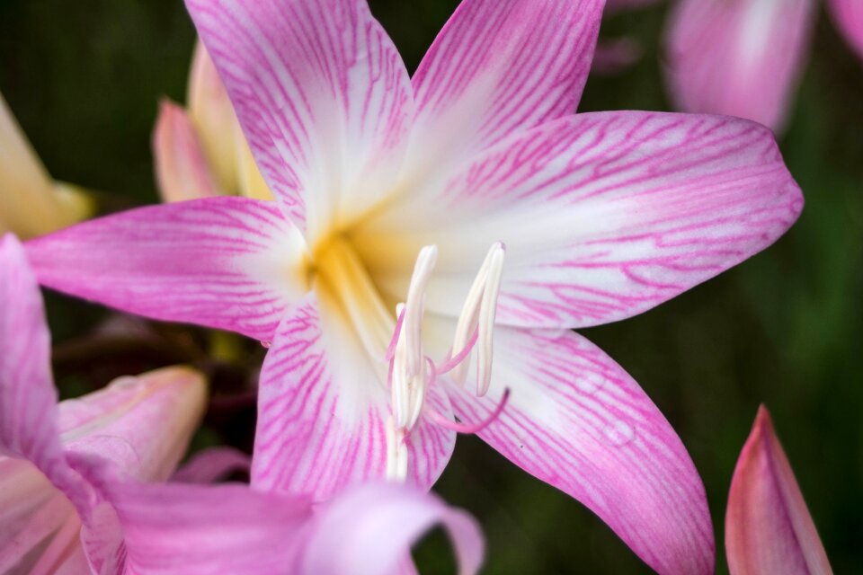 São miguel macro flower