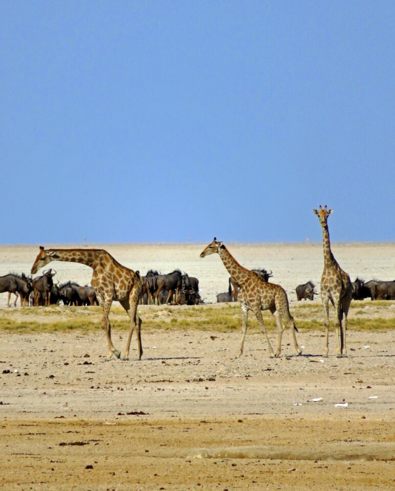 Animals safari savannah
