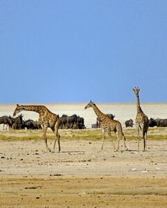 Animals safari savannah photo