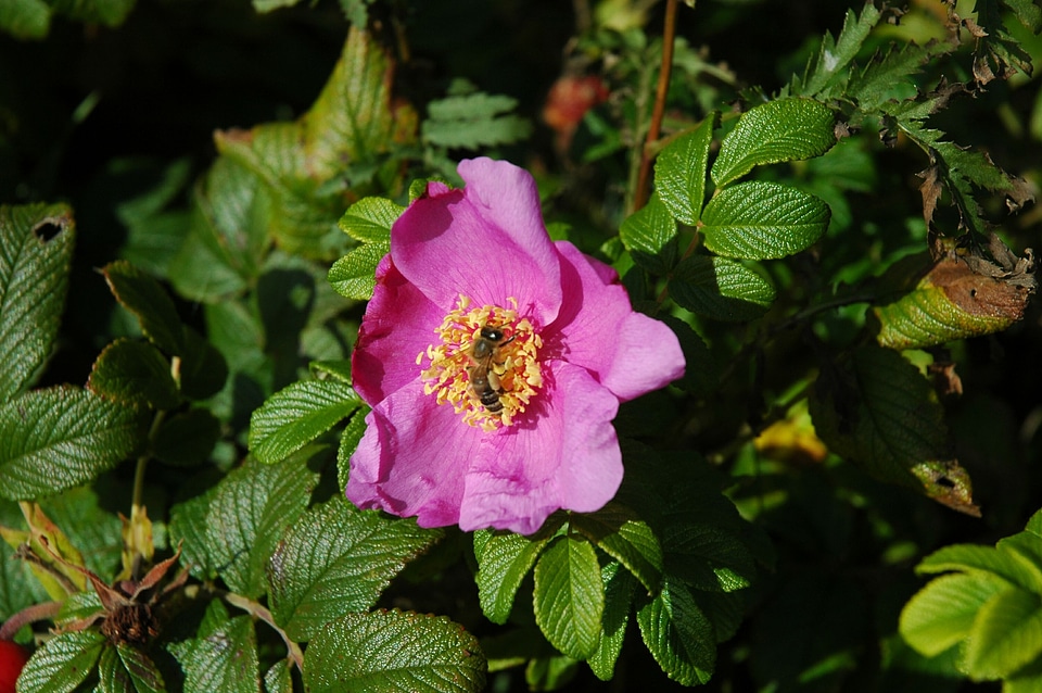 Blossom bloom pink
