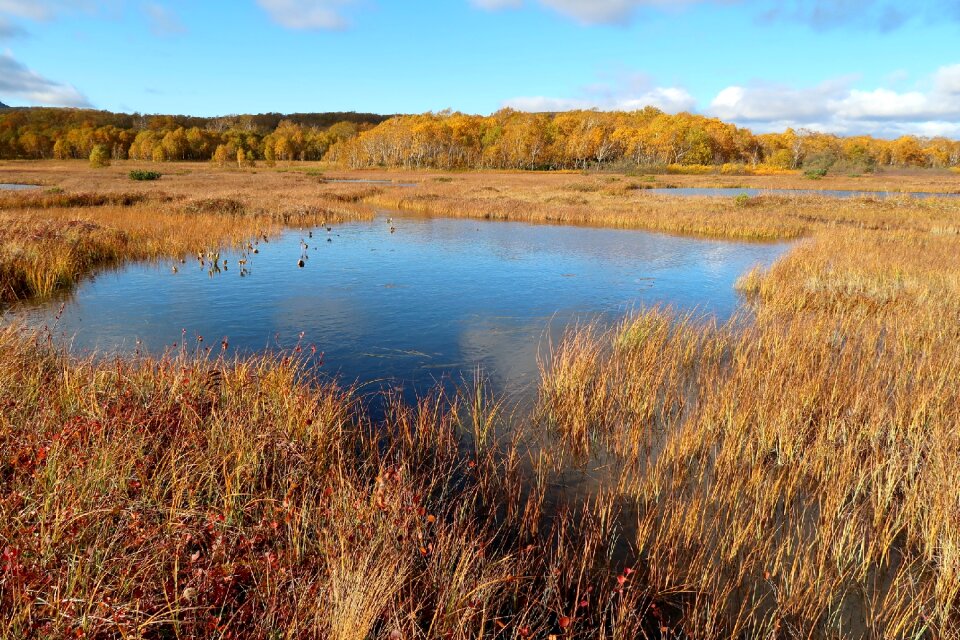 Tundra swamp nature