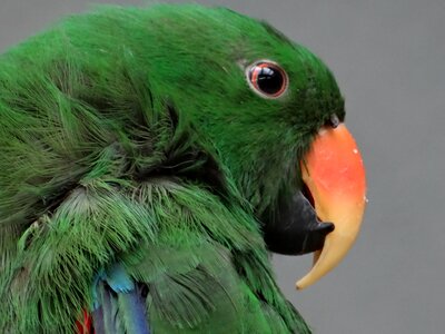 Colored animal green