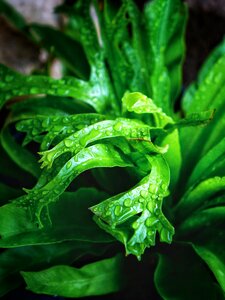 Fern plant leaf