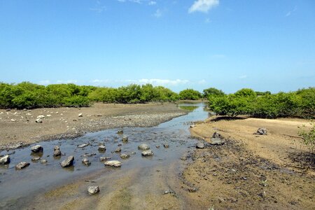 Forest swamp habitat photo