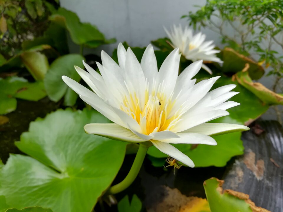 Lotus lotus basin white