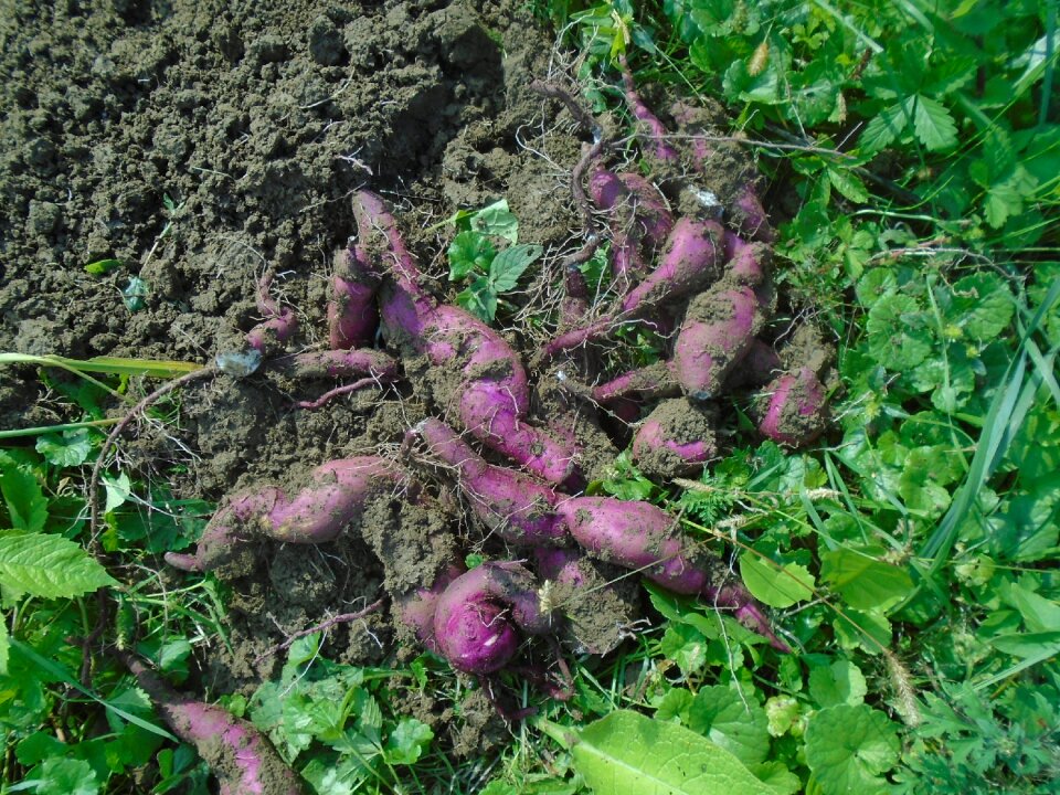 Vegetables crop plant