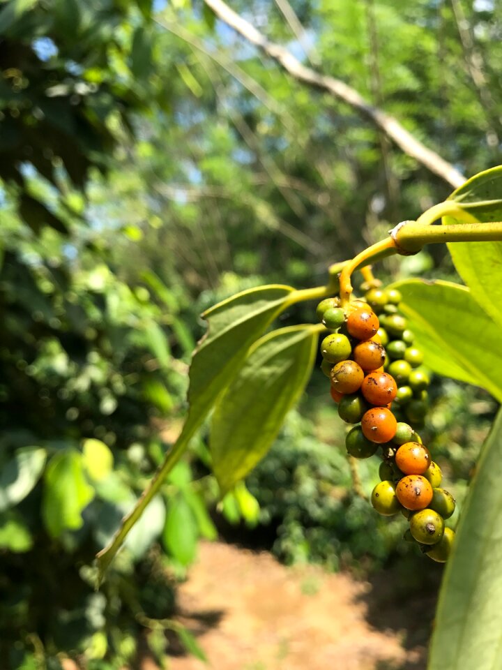 Pepper agriculture spice