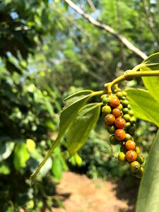 Pepper agriculture spice photo