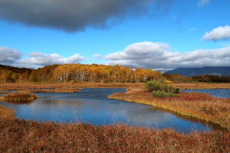 Tundra swamp nature